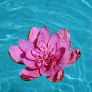 bloem drijvend op water